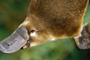 Отруйні тварини світу: хто повинен боятися найбільше? Отруйні тварини світу: хто повинен боятися найбільше?